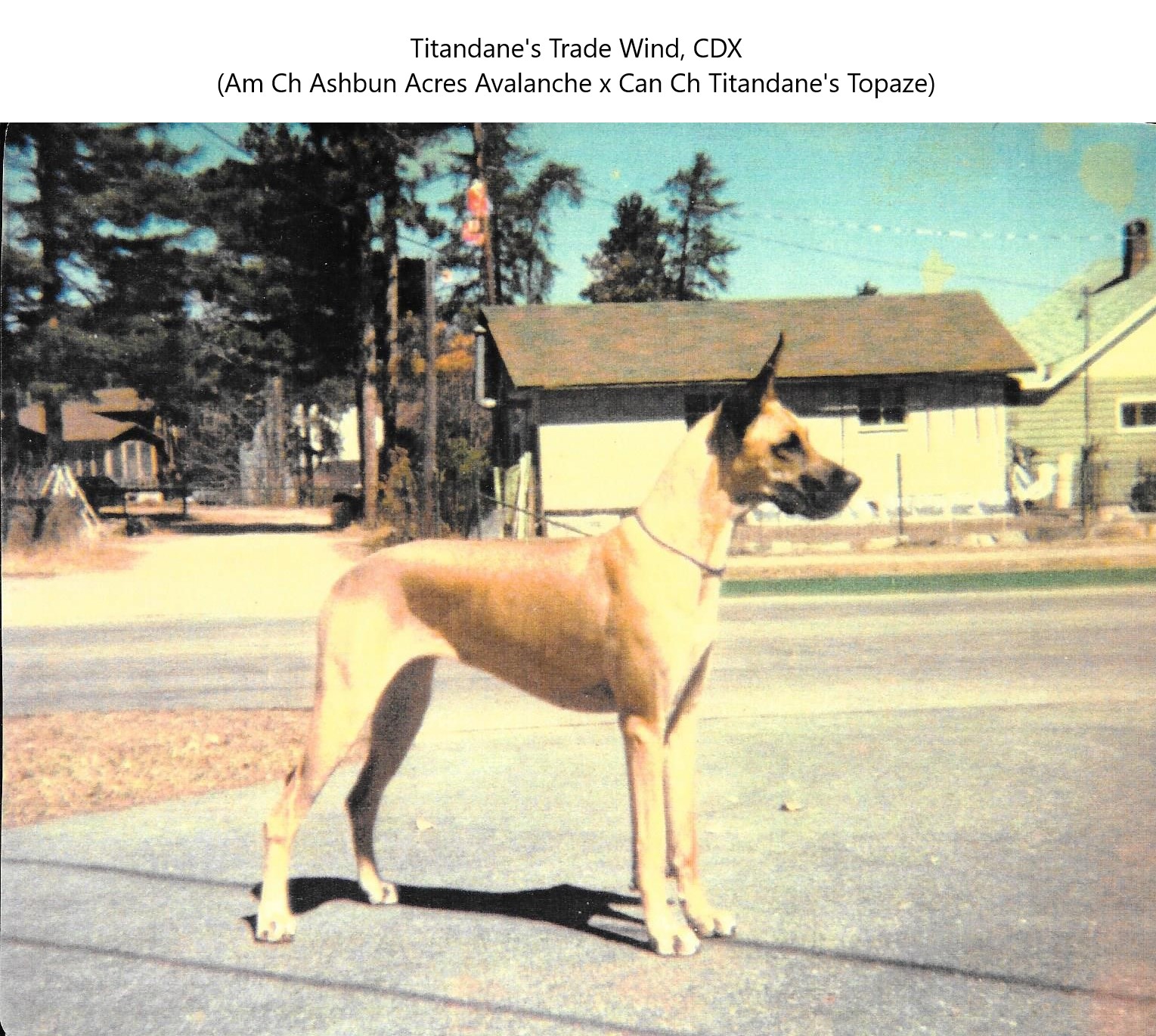 Titandanes Tradewind CDX